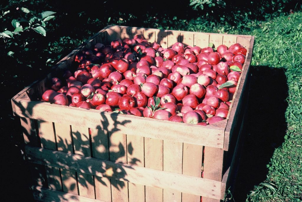 A giant apple bin, apples picked fresh right at Tanners Orchard