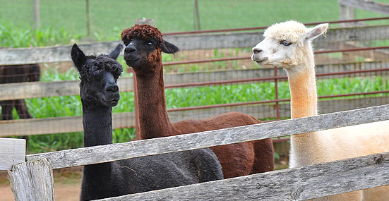 Fun Facts About Llamas