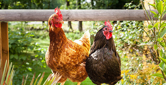 Fun Facts About Chickens