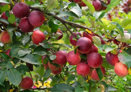 Closeup of apples on a branch at an Apple Orchard for Galesburg IL