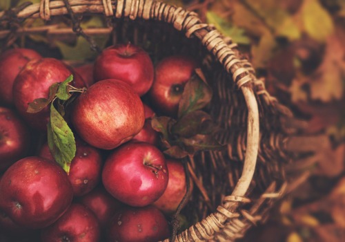 A basket of apples from an Apple Picking Farm for Peoria IL