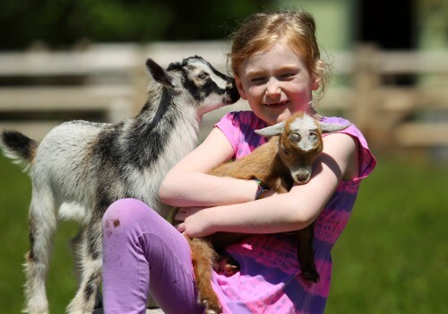 Petting zoo for baby goats an an Apple Orchard for Peru IL