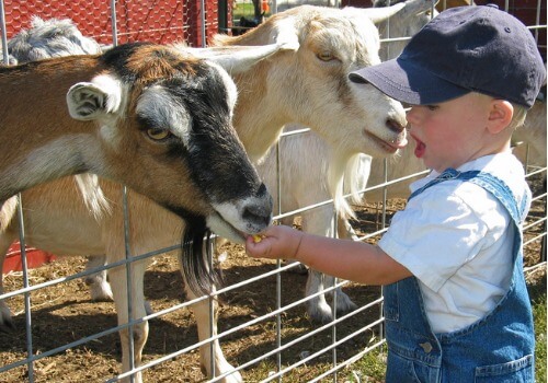 A child feeding goats at an Apple Orchard for the Quad Cities