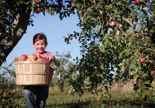 A A child holding a basket of apples in an Apple Orchard for Bloomington IL