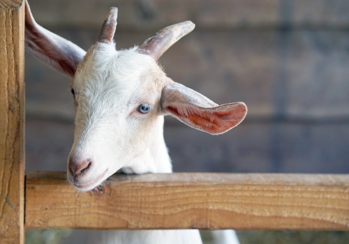 A goat in a petting zoo, as part of Family Fun near Bloomington IL