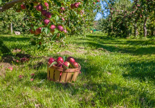 A basket of apples sitting under a tree at one of the local apple orchards near Peoria IL