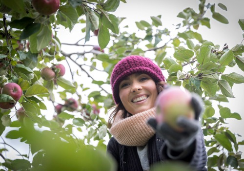woman holding apple under an apple tree while at an Apple Picking Farm near Galesburg IL