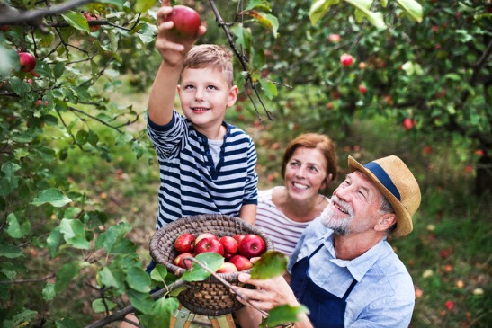 Picking fruits with the family serves a great memory | Photo Courtesy of Tanners Orchard
