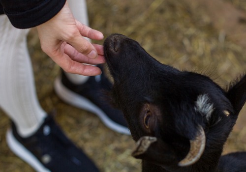 Child feeding a goat at Orchards near Peoria IL
