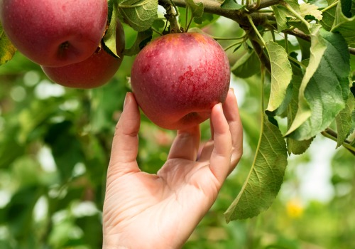 Apple Orchards Moline IL