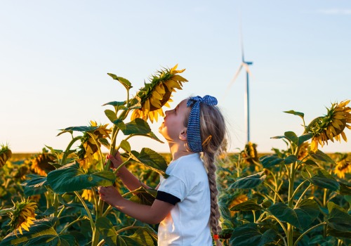 Sunflowers