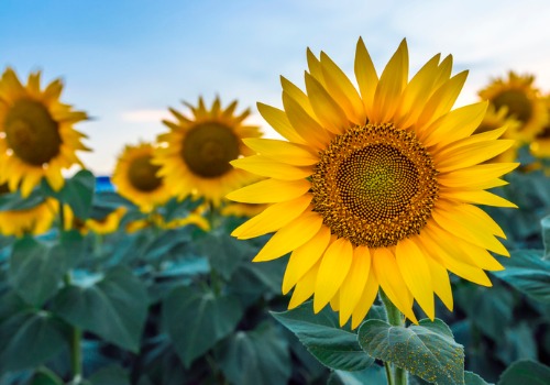 Sunflower Festival Peoria IL