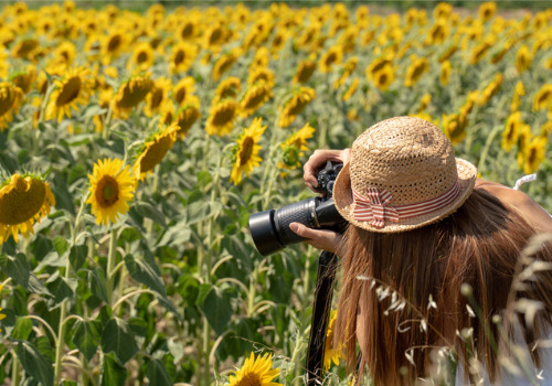 Girl Taking Pictures at a Sunflower Festival near Davenport IA