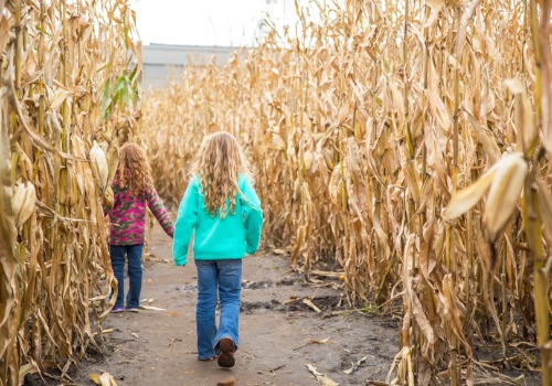 Two Girls with curly blonde hair walk through a yellow corn maze