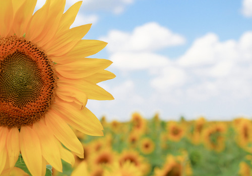 Close Up of a Flower from a Sunflower Festival near Davenport IA