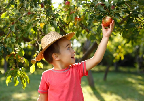 boy goes apple picking in Rock Island IL