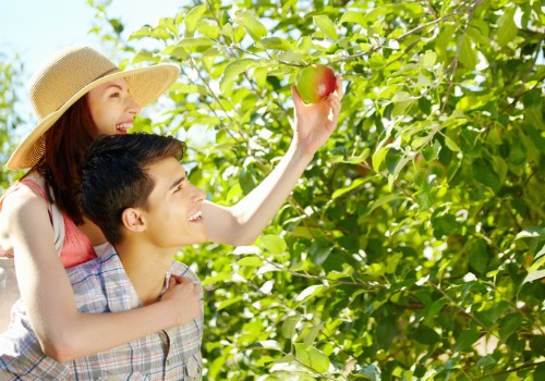 Apple Picking Bettendorf IA