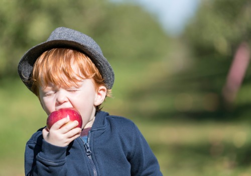 Boy Enjoys Apple as Part of Tanner's Fall Activities for Rock Island IL