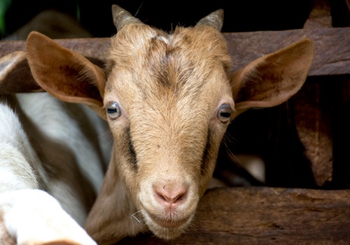 Goat at an Apple Picking Farm for Davenport IA