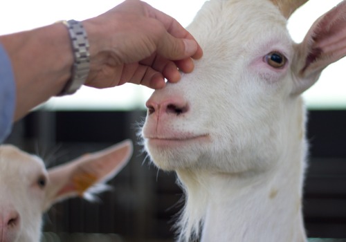 Goat at an Apple Picking Farm for Bettendorf IA