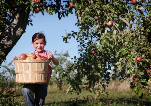 U-Pick Apples - Tanners Orchard