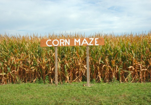 Straight on shot of a corn maze near Moline IL. There is a sign in front of the field that says 