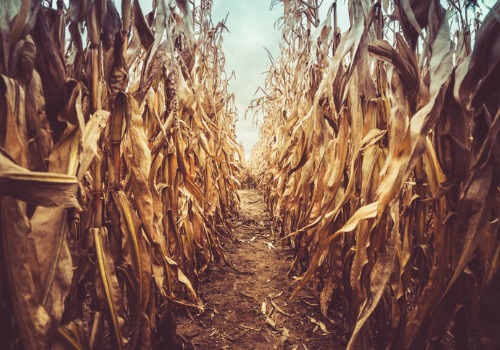 Corn Maze Rock Island IL