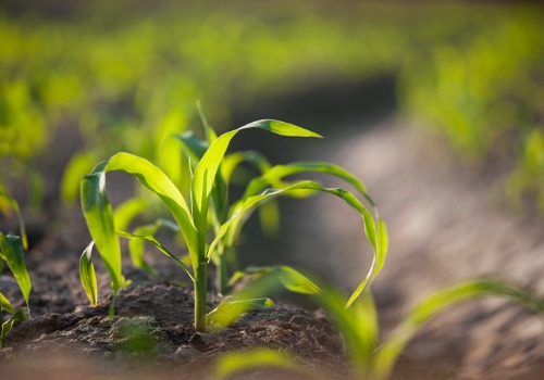Corn Growing for a Corn Maze in Rock Island IL