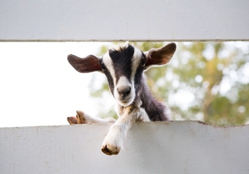 A goat peeks through a fence at Tanners Farm, which is a short drive if you're looking for family fun in Decatur IL