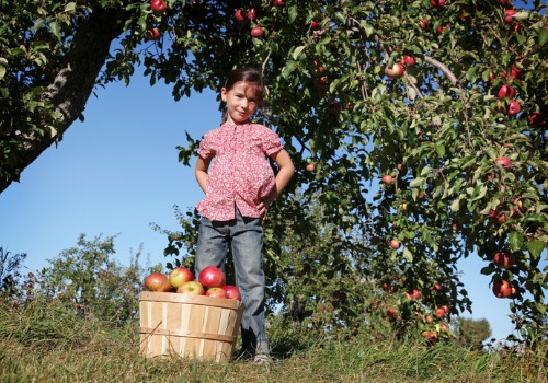 A child stands overlooking a basket of apples she picked at Tanners Orchard, which offers Family Activities for Freeport IL