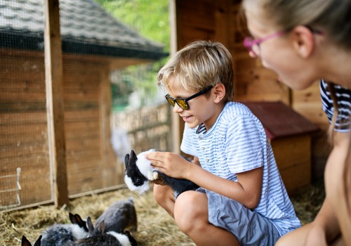 A young boy pets bunnies at Tanners Orchard, which is offered in addition to Apple Picking in Freeport IL