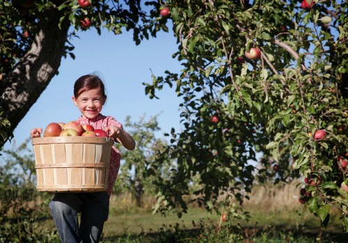 A girl carries a basket of freshly picked apples from Tanners Orchard, the perfect location for Apple Picking in Freeport IL