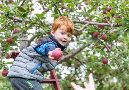 A child picks a apple and hands it to his parent at Tanners Orchard, which is an Apple Orchard near Freeport IL