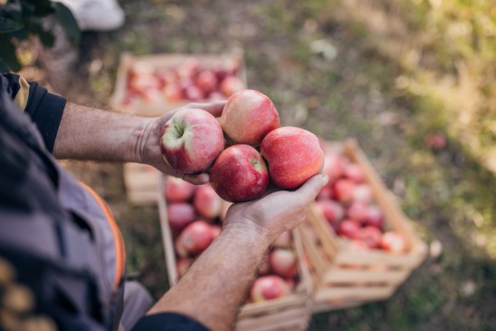 A person holds the apples they've picked at an Apple Orchard for Springfield IL
