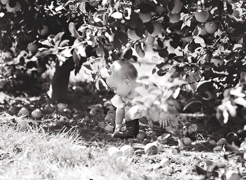 A toddler bends down to pick up apples, which is just one of the many Fall activities Dunlap IL can enjoy at Tanners Orchard
