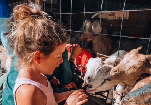 A girl pets goats at Tanners Orchard, which offers Family Activities by Champaign IL