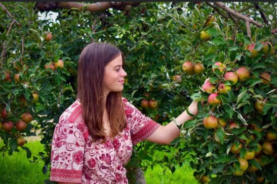 A woman pulls apples off a tree at Tanners Orchard, which offers Apple Picking near Ottawa IL