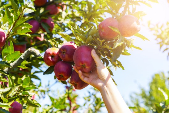 Tanners Orchard offers Apple Picking near Ottawa IL