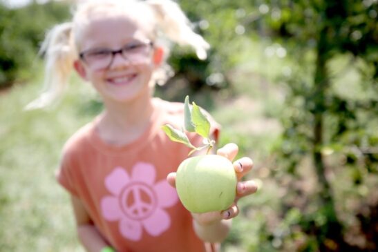 A little girl enjoying apple picking while at Tanners Orchard on family day trips outside Davenport IA