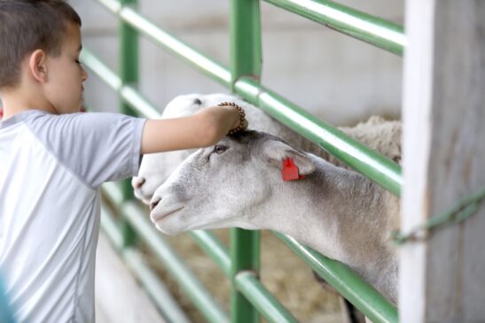 Children petting goals while on Family Day Trips outside Davenport IA to Tanners Orchard