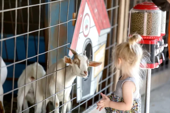 A little girl petting goats and enjoying Family Day Trips outside Rock Island IL while at Tanners Orchard