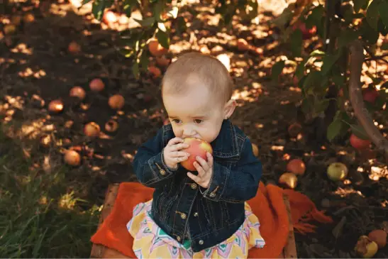 A toddler snacks on an apple from Tanners Orchard, where Bees and Apple Trees are reliant on each other to thrive