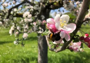 Bees and Apple Trees go together to help with cross-polination, which is necessary for apple growth