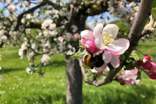 Bees and Apple Trees go together to help with cross-polination, which is necessary for apple growth